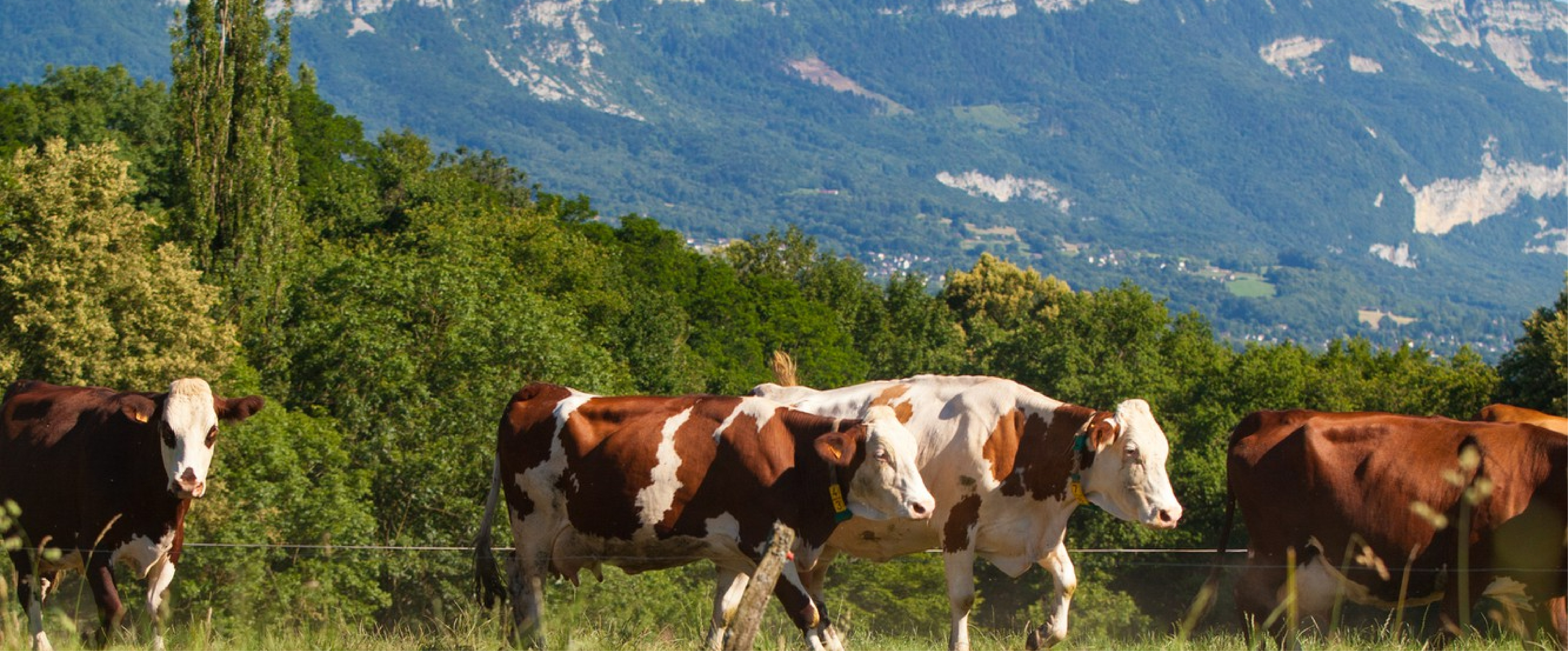 Diplomado en Producción Agropecuaria